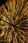 fireworks - click for larger version